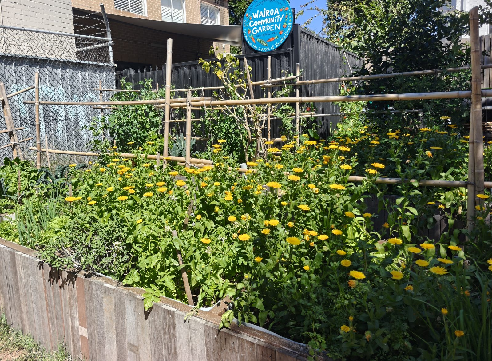 The community garden in spring: a raised timber bed full of yellow calendulas under bamboo trellises, with the garden's round blue sign behind