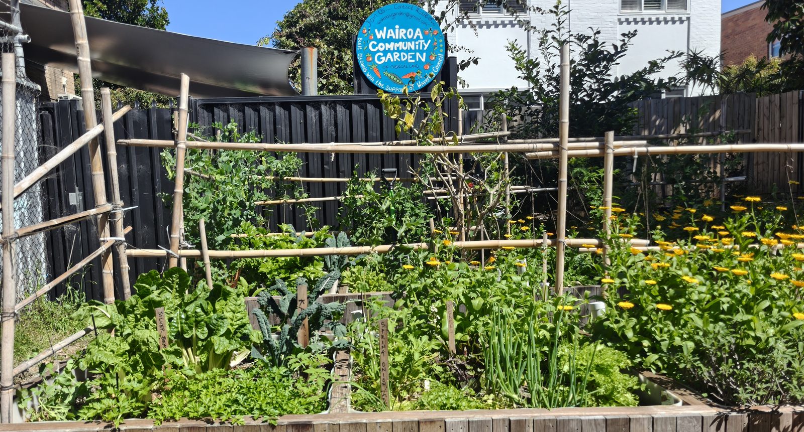 The main bed straight on: silverbeet, kale and spring onions with hand-written plant labels, calendulas behind