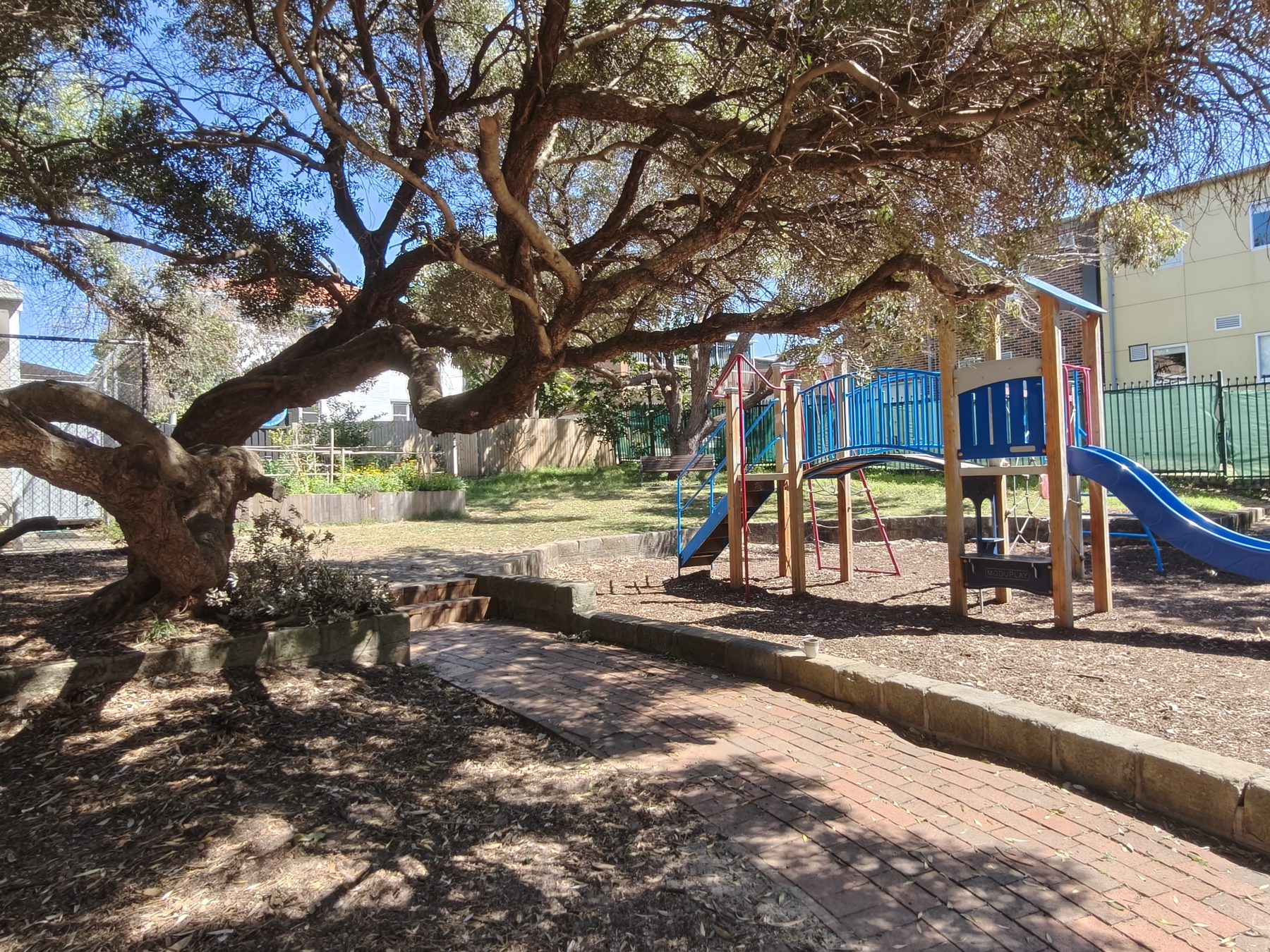 An old, low, spreading tree with gnarled limbs shading the play equipment