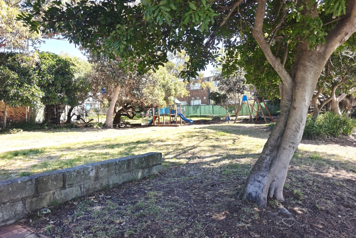 A multi-trunked tree with smooth grey bark beside the sandstone wall, playground behind